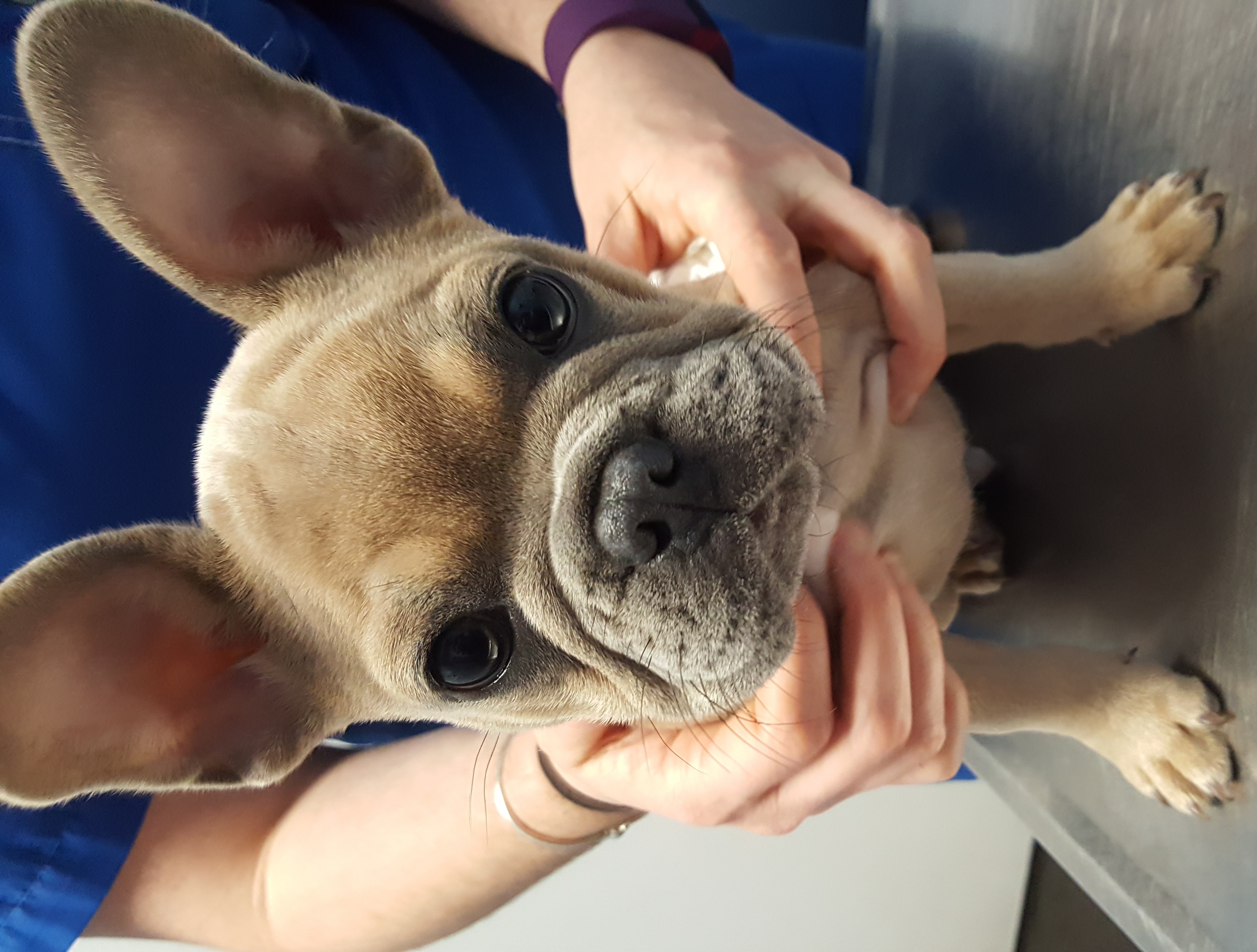 Bruno the French Bulldog