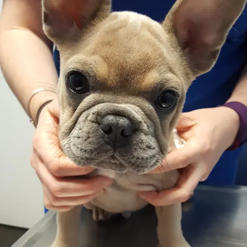 Bruno the French Bulldog Bruno the French Bulldog