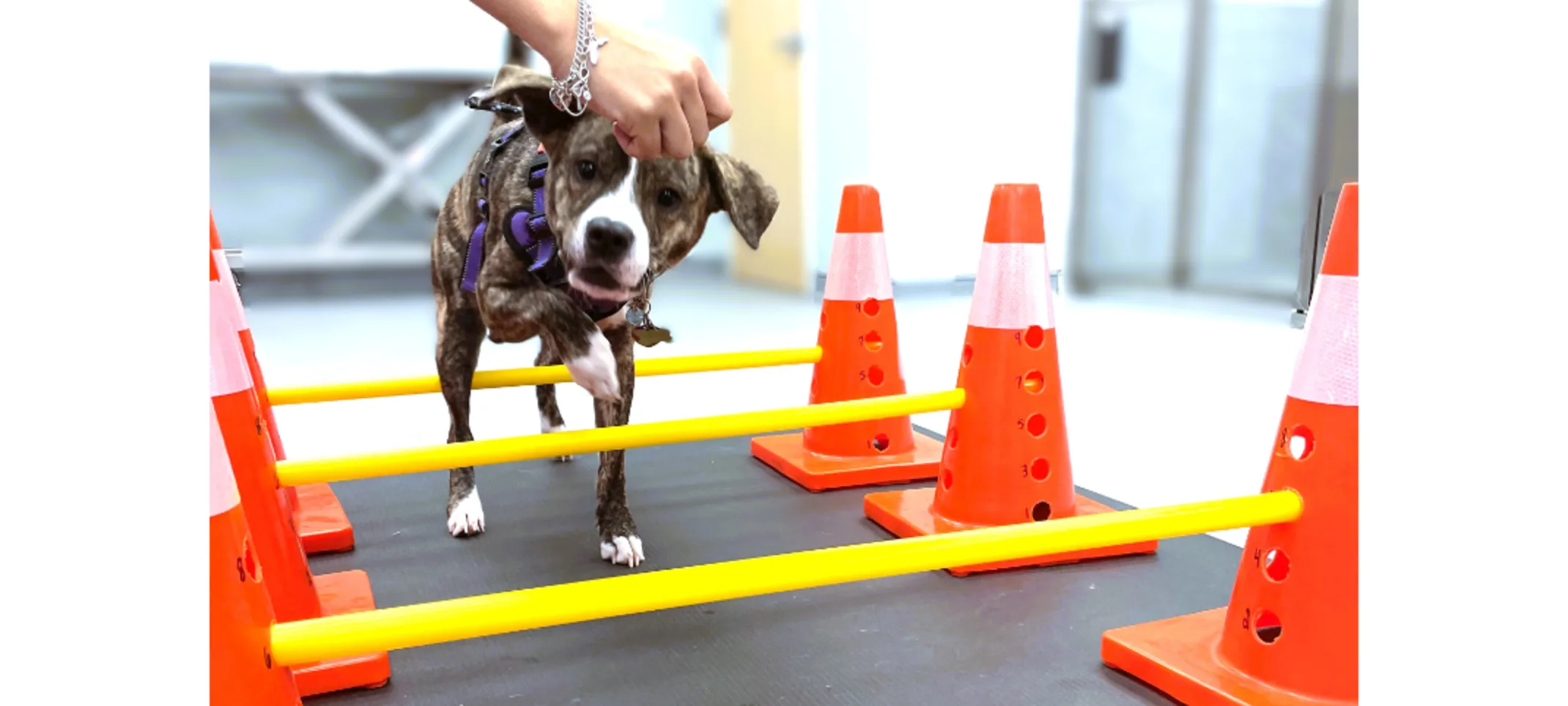 Dog Walking through Cones & Sticks Dog Walking through Cones & Sticks