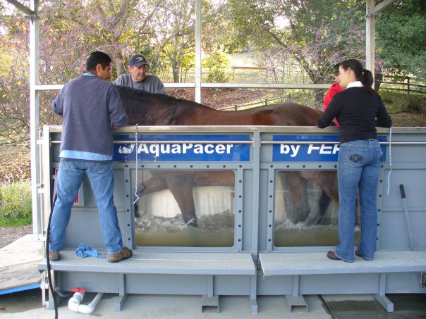 Horse in physical therapy on a water treadmill