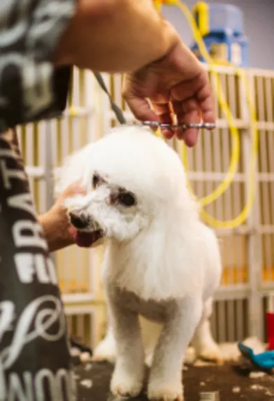 Dog being groomed Dog being groomed