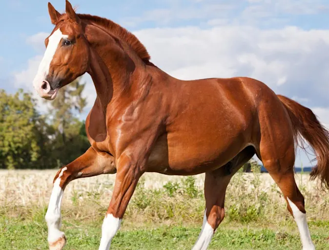 Brown horse with white socks in a rural field setting.