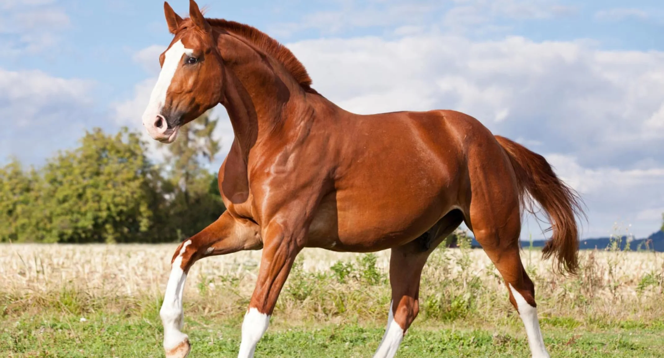 Brown horse with white socks in a rural field setting. Brown horse with white socks in a rural field setting.