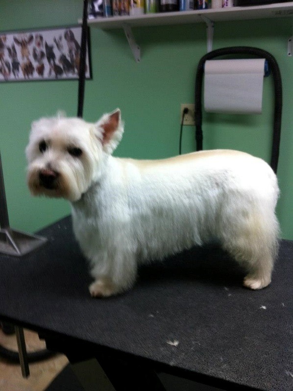 Groomed Westie standing on a table
