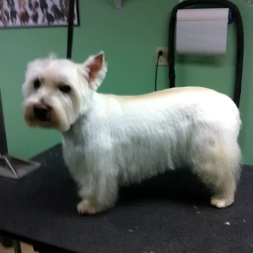Groomed Westie standing on a table Groomed Westie standing on a table