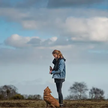 Dog sitting looking at woman in a field Dog sitting looking at woman in a field