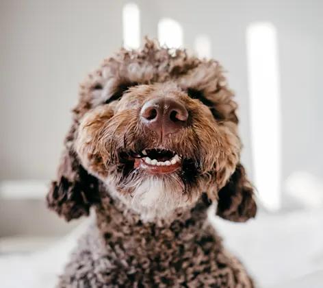 Dog smiling with teeth out Dog smiling with teeth out
