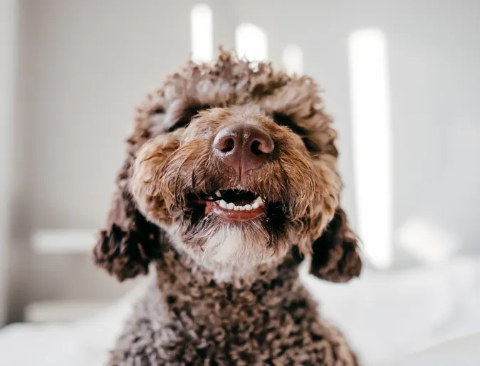 Dog smiling with teeth out 