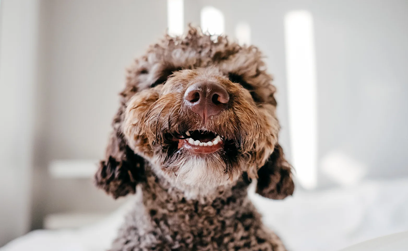 Dog smiling with teeth out 