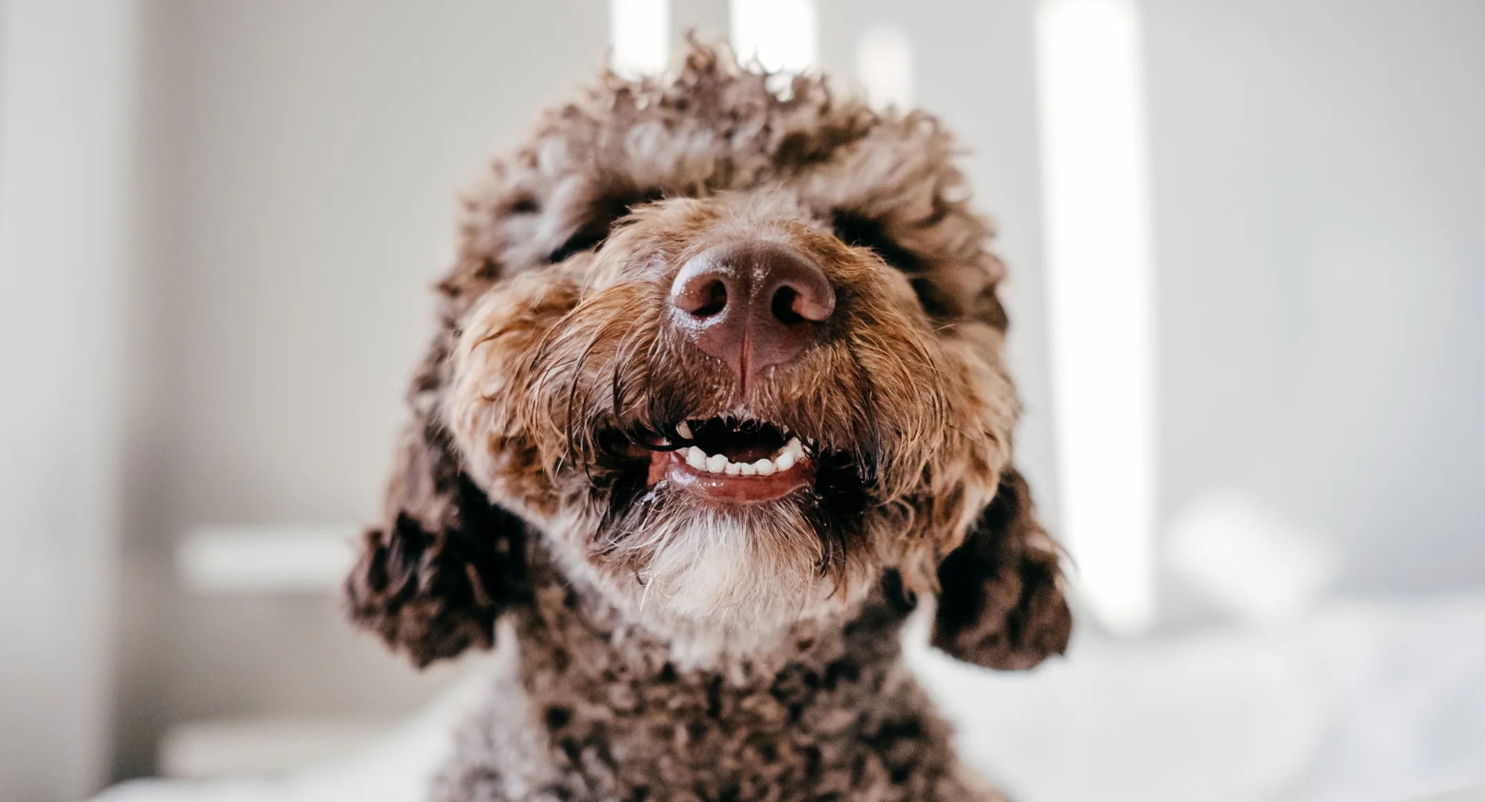 Dog smiling with teeth out 