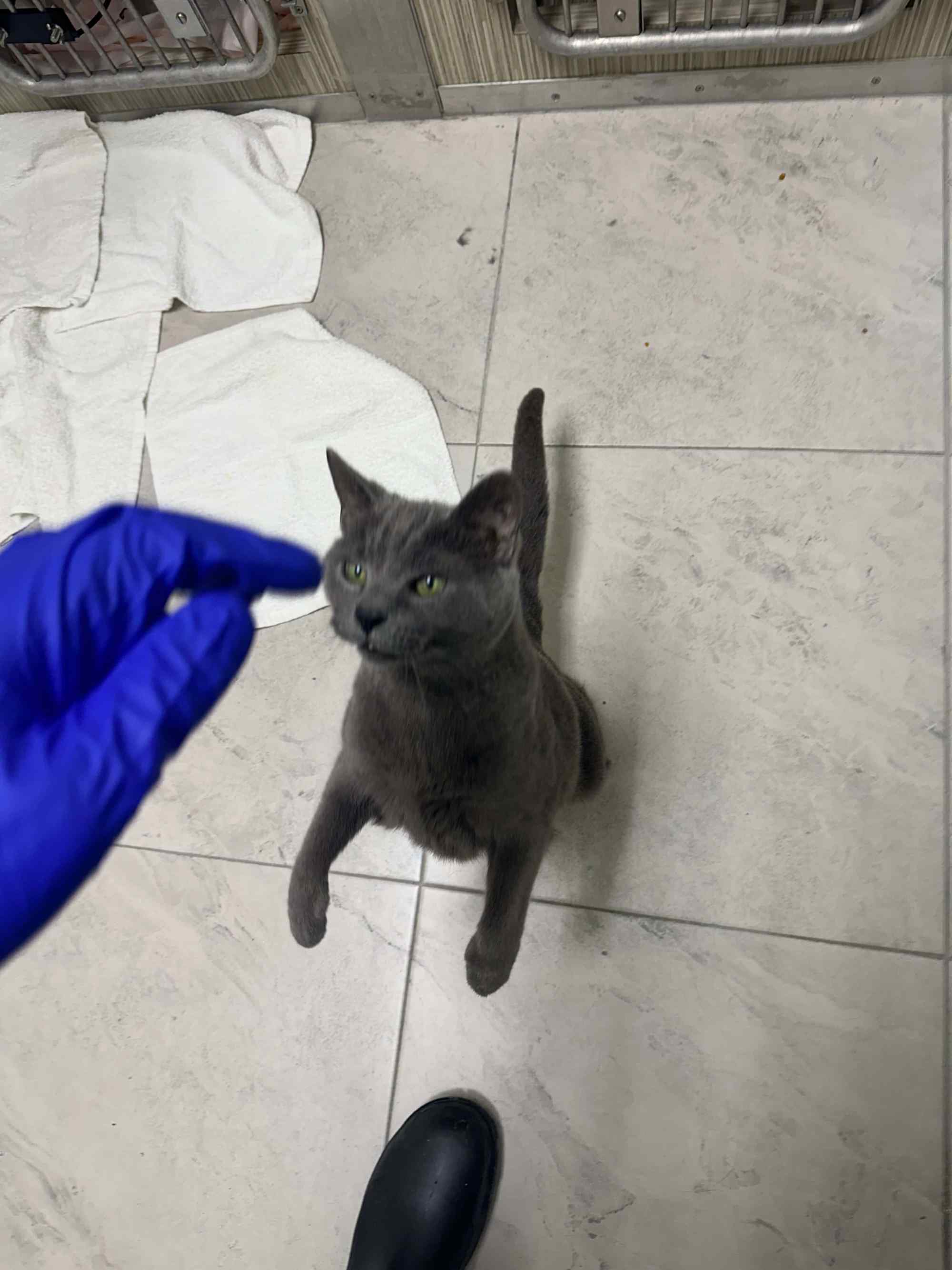Grey Cat Begging for Treat