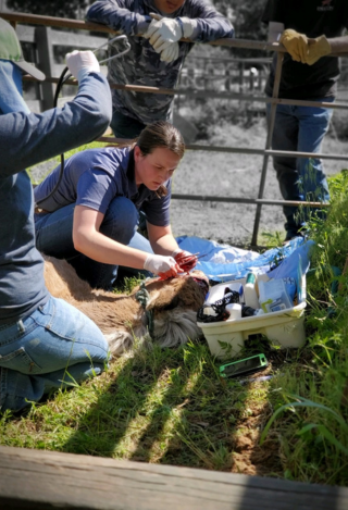 Staff caring for a horse
