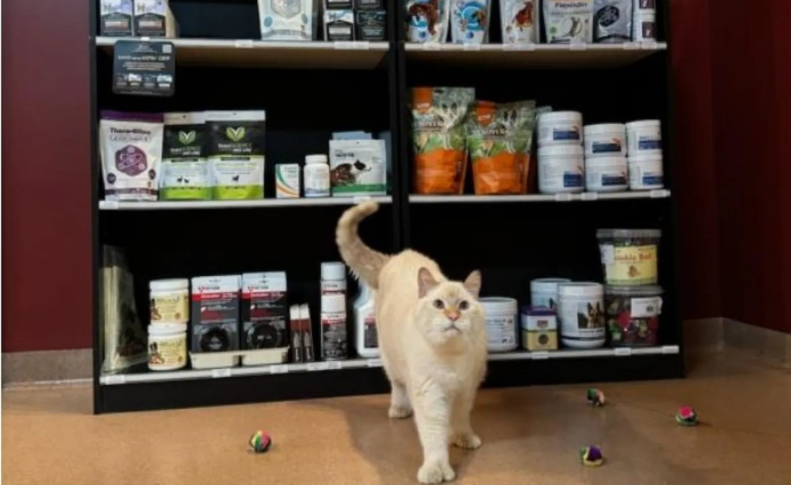 Cream cat in front of nutraceutical products Cream cat in front of nutraceutical products