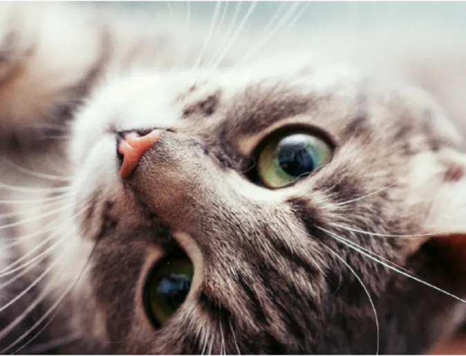 Cat stretching out on the floor