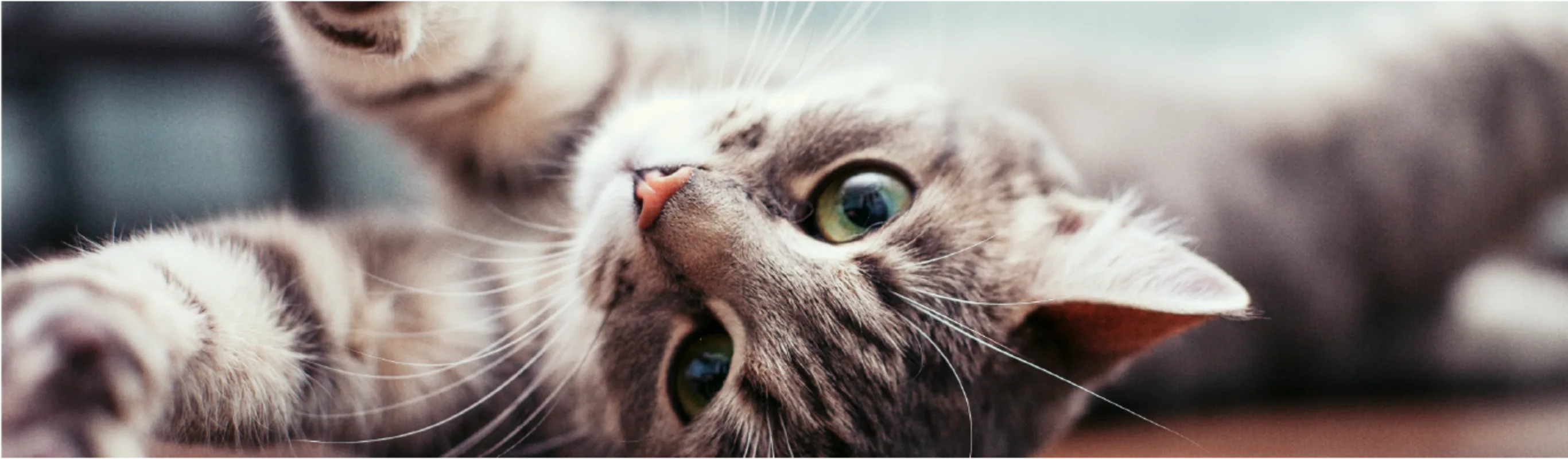 Cat stretching out on the floor Cat stretching out on the floor