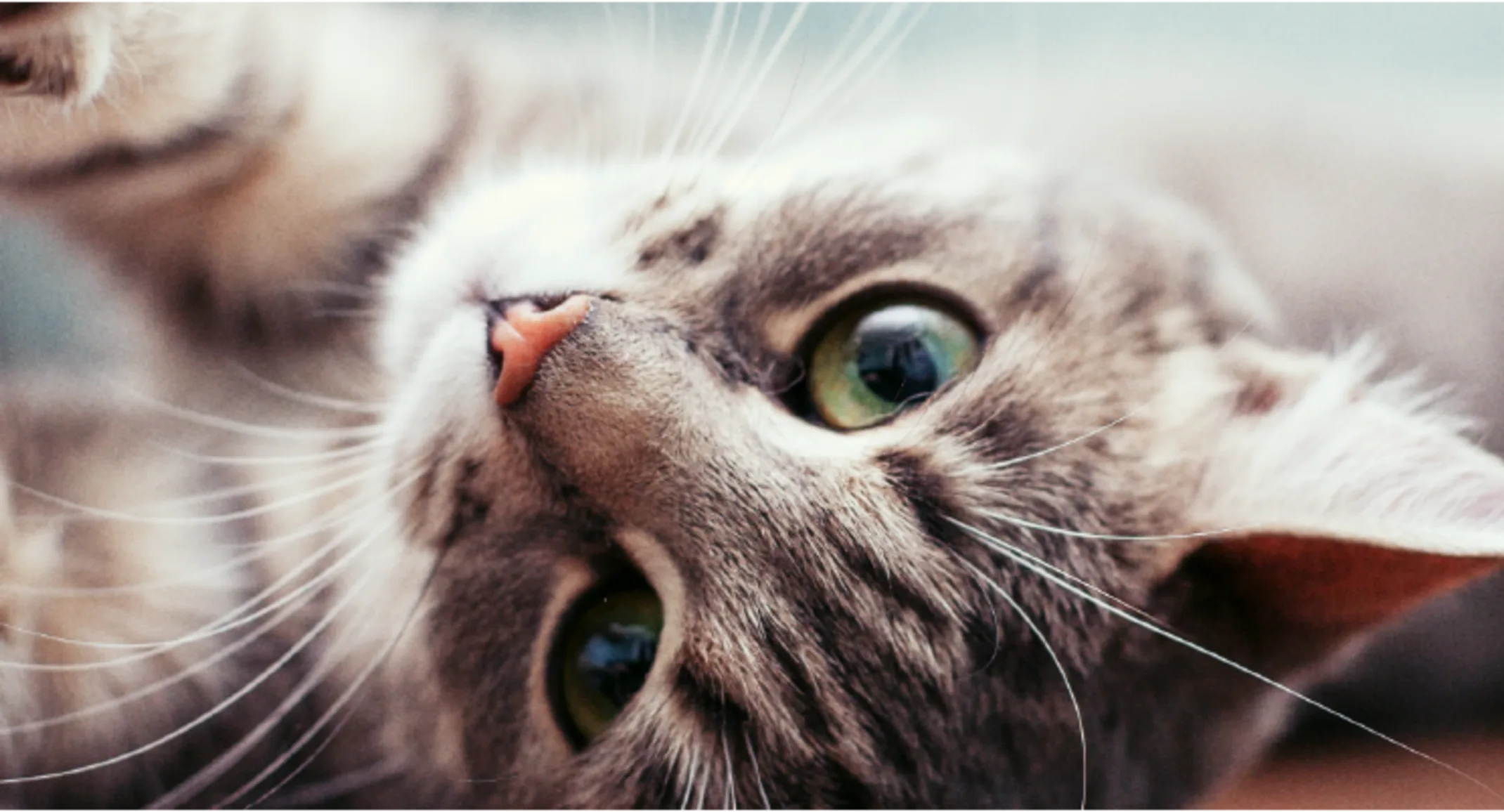 Cat stretching out on the floor