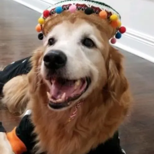 Waffle Andressen Waffle Andressen