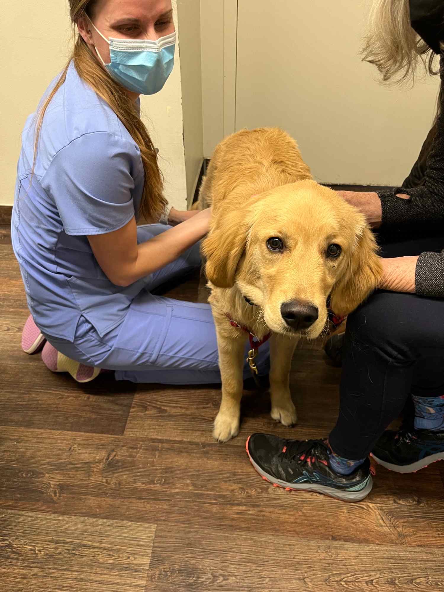 Golden retriever on hardwood floor.