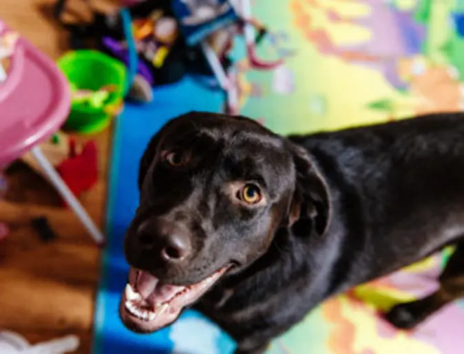 Party puppy smiling Party puppy smiling