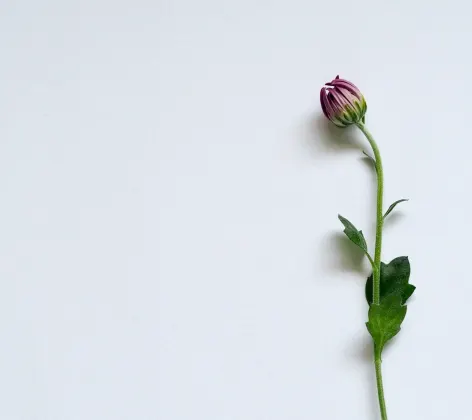 A single budding flower set against a light gray background A single budding flower set against a light gray background