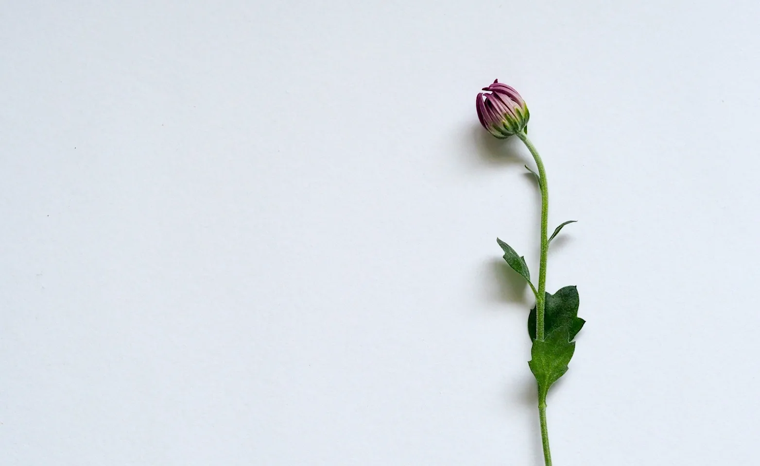 A single budding flower set against a light gray background A single budding flower set against a light gray background