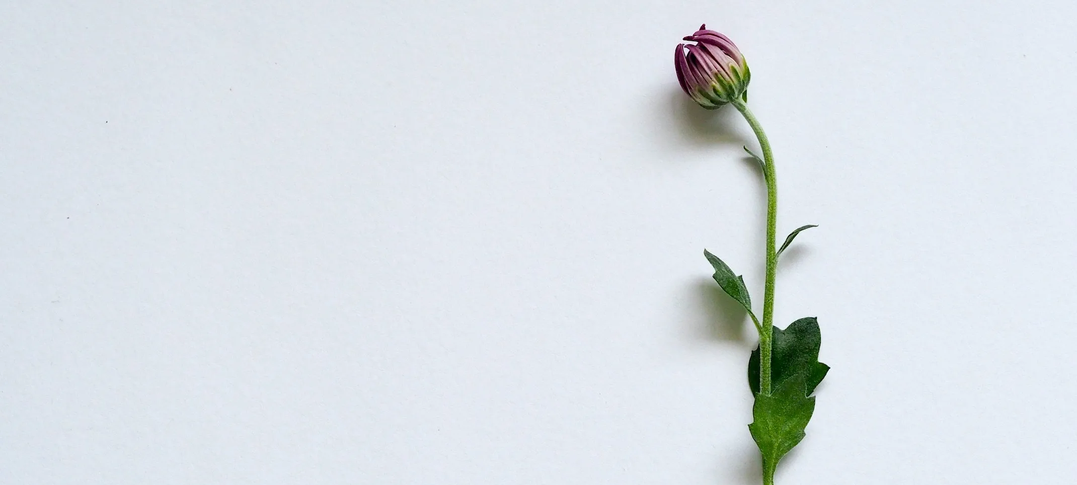 A single budding flower set against a light gray background A single budding flower set against a light gray background