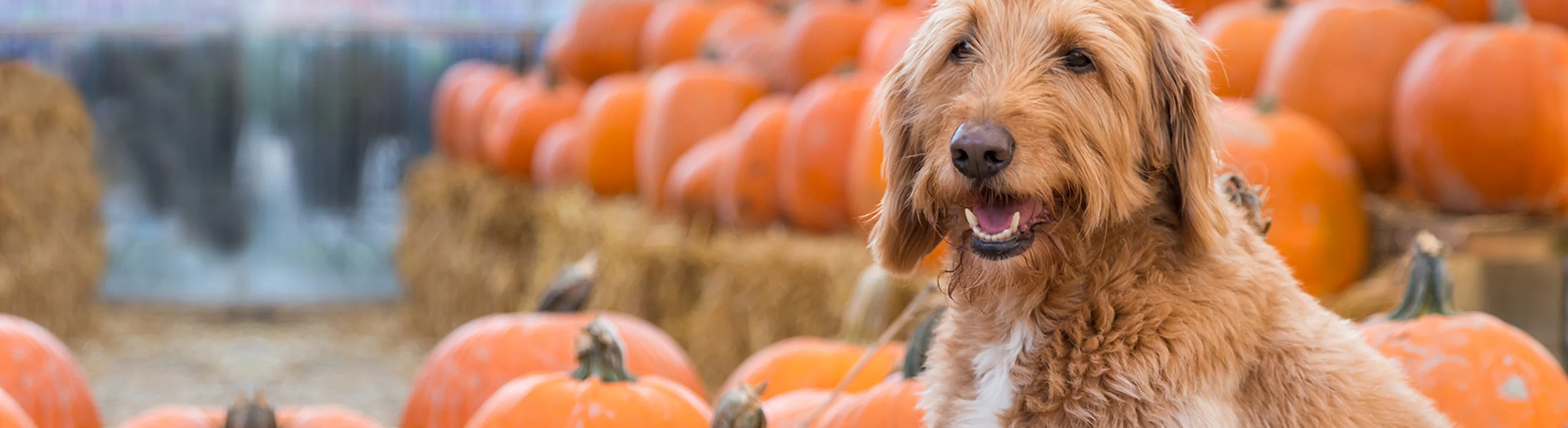 Dog in front of pumpkins Dog in front of pumpkins