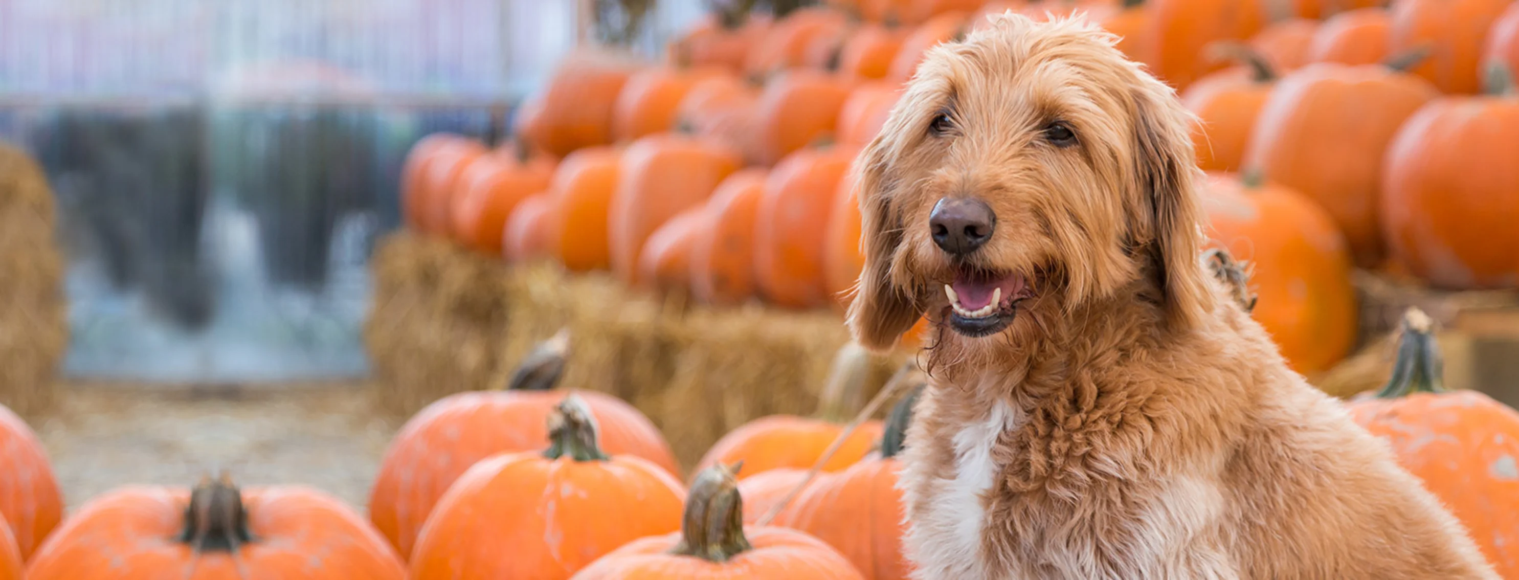 Dog in front of pumpkins Dog in front of pumpkins