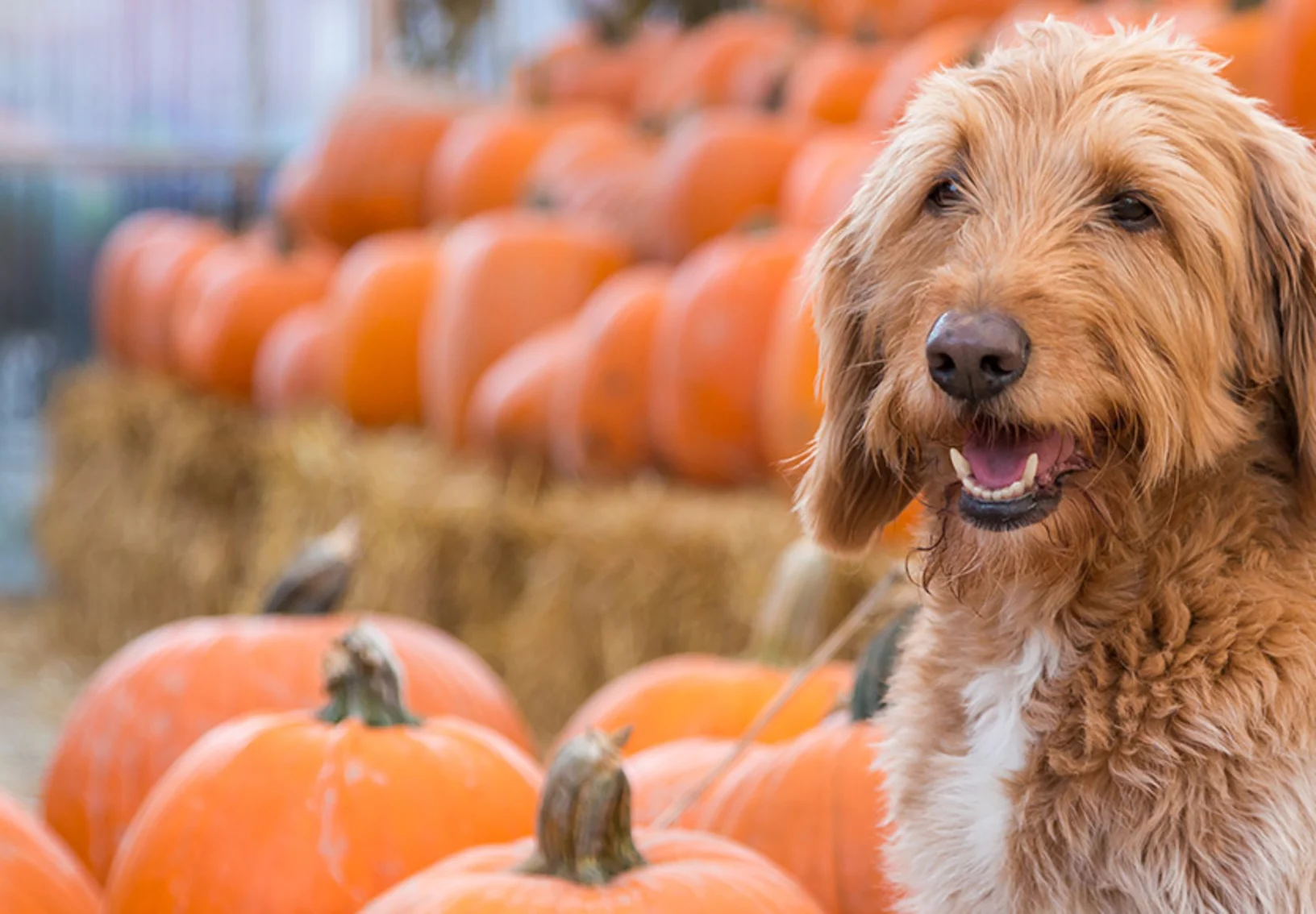 Dog in front of pumpkins Dog in front of pumpkins