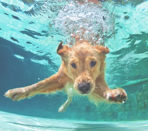 Dog swimming in the pool Dog swimming in the pool