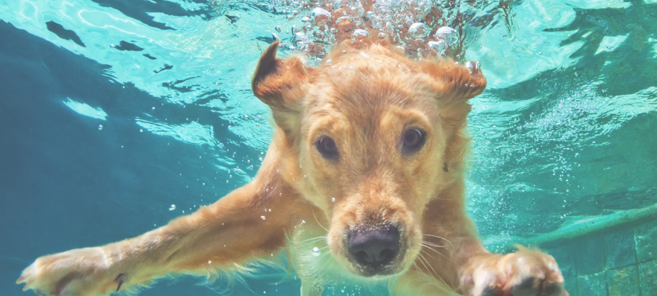 Dog swimming in the pool Dog swimming in the pool