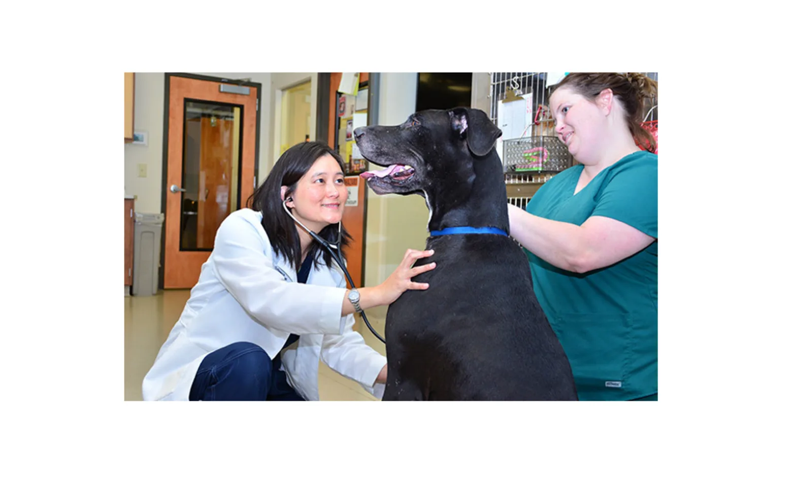 NVS Veterinarian Internist and staff examining a patient