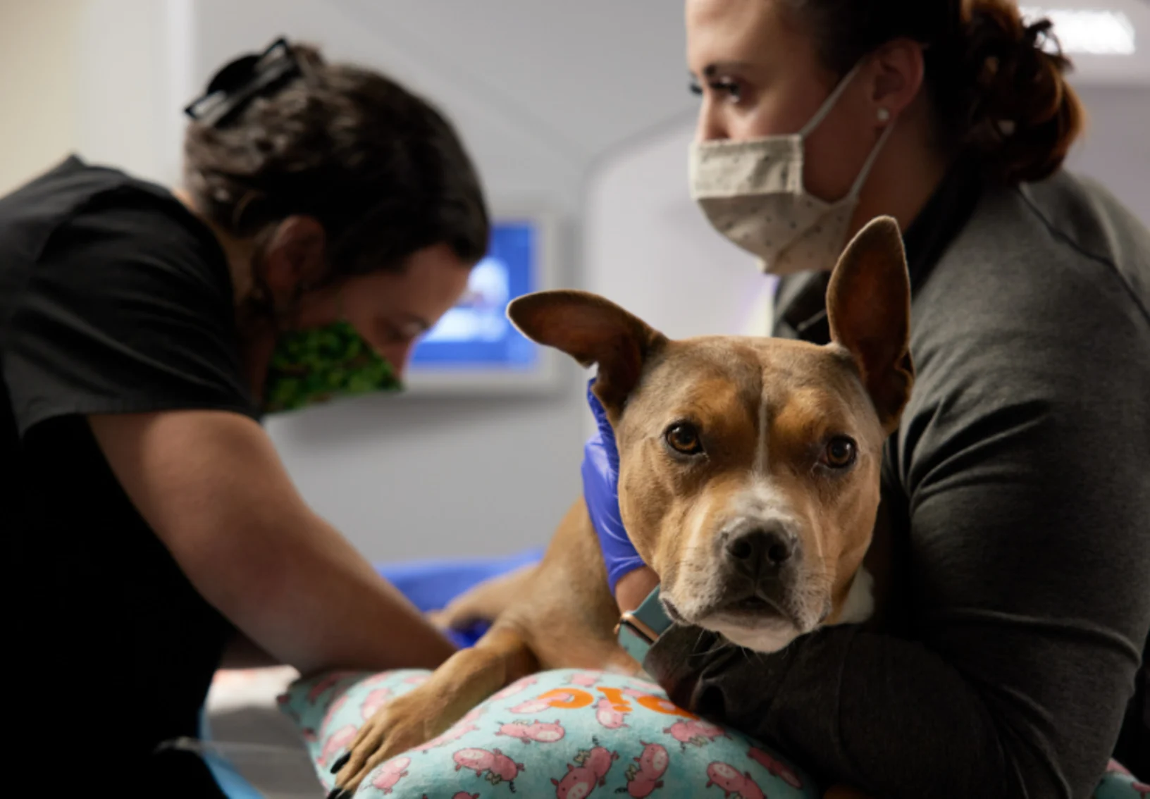 Vet holding dog to chest Vet holding dog to chest