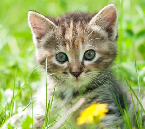 Grey Tabby kitten in a grassy field laying next to a dandelion Grey Tabby kitten in a grassy field laying next to a dandelion