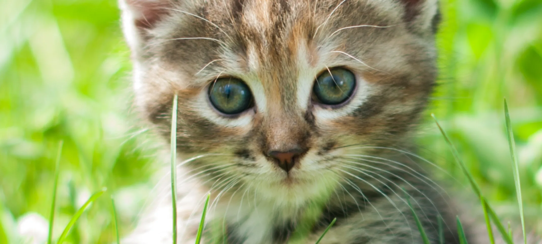 Grey Tabby kitten in a grassy field laying next to a dandelion Grey Tabby kitten in a grassy field laying next to a dandelion