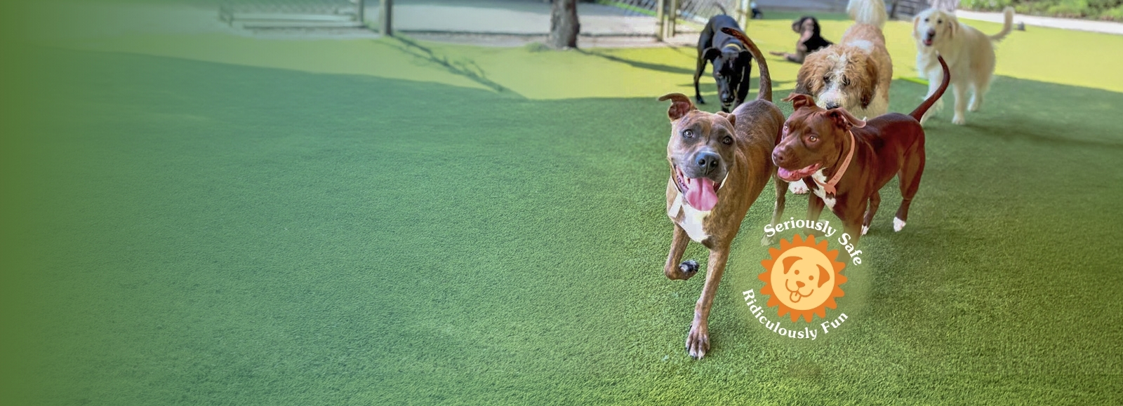 Dogs running on grass smiling