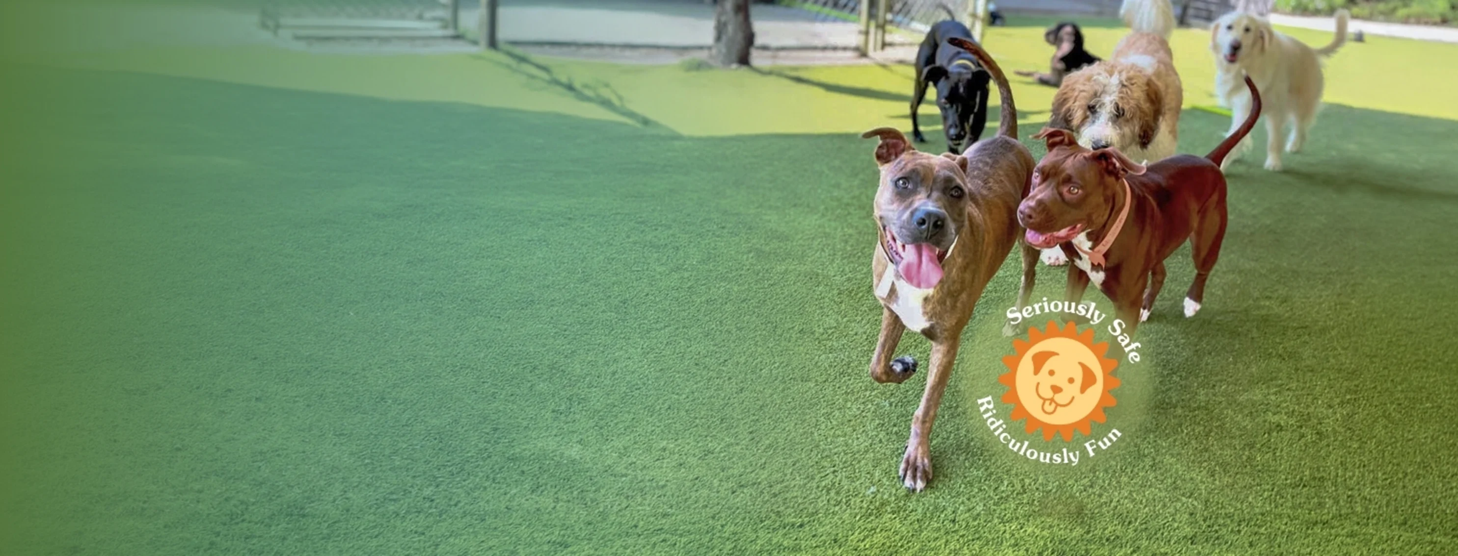 Dogs running on grass smiling Dogs running on grass smiling