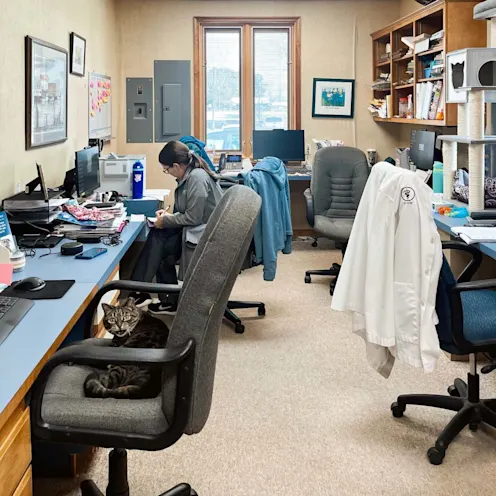 Doctor's office at Eastern Shore Animal Hospital. Doctor's office at Eastern Shore Animal Hospital.