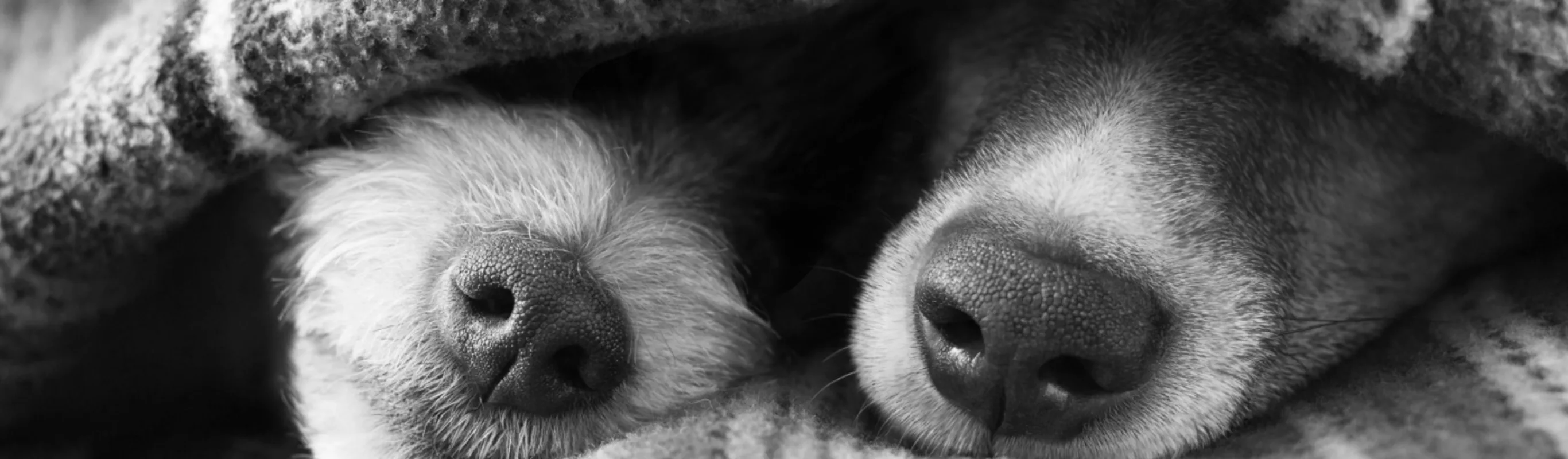 Two dog's noses peeking out of a blanket