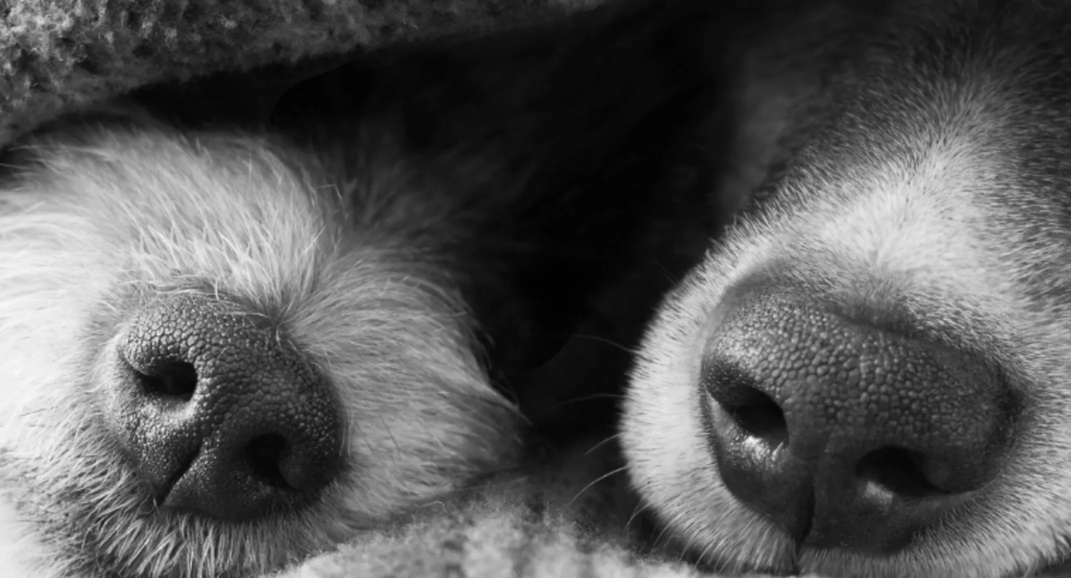Two dog's noses peeking out of a blanket Two dog's noses peeking out of a blanket