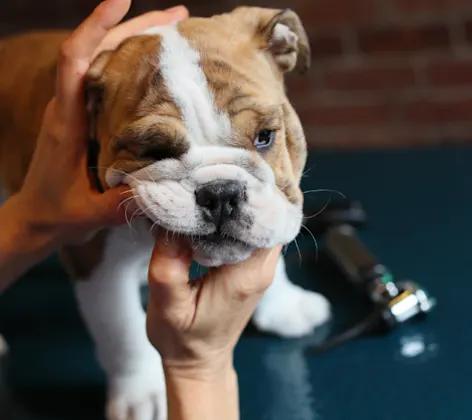 Staff member examining a dog's teeth Staff member examining a dog's teeth
