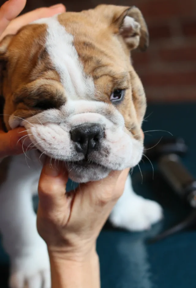 Staff member examining a dog's teeth Staff member examining a dog's teeth