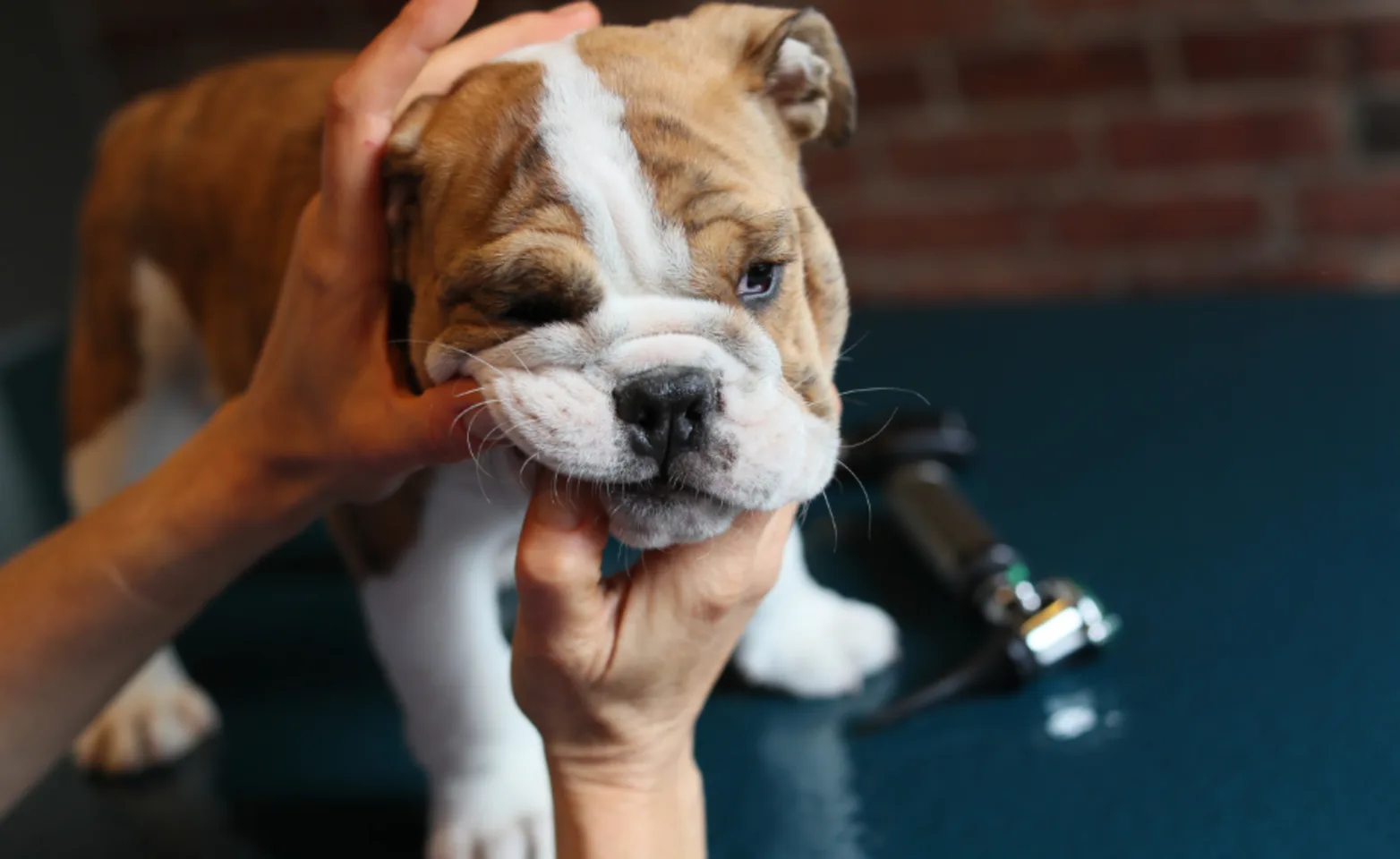 Staff member examining a dog's teeth Staff member examining a dog's teeth