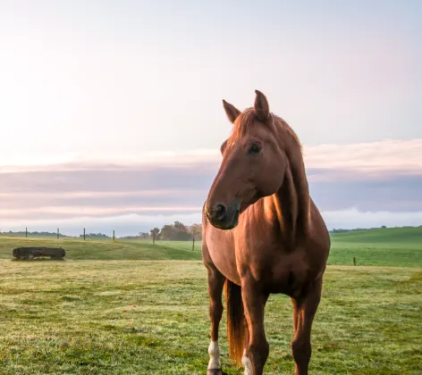 Horse in Grass