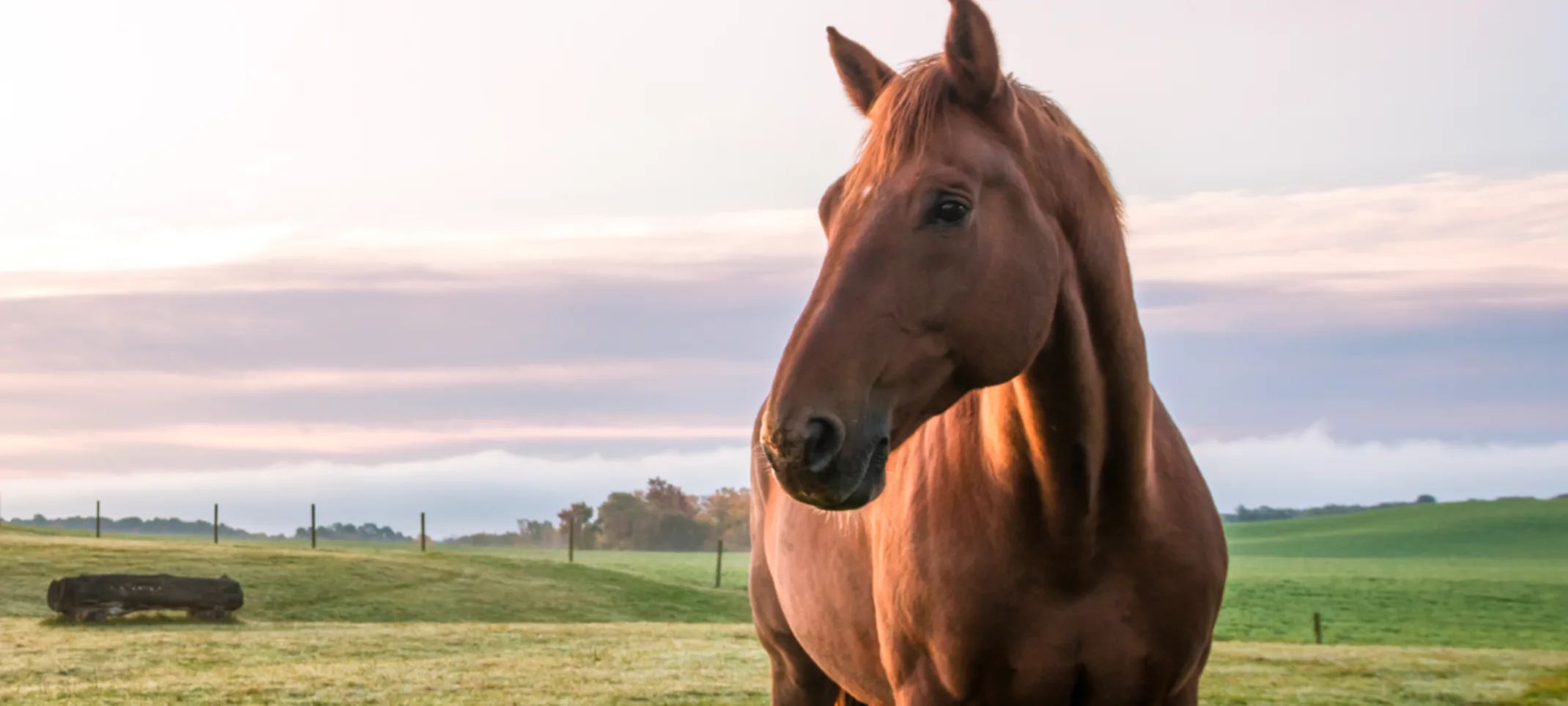 Horse in Grass