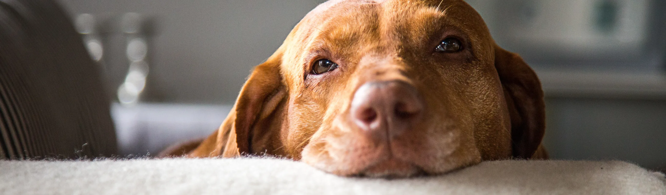 HOME - DOG - COUCH - SMILE