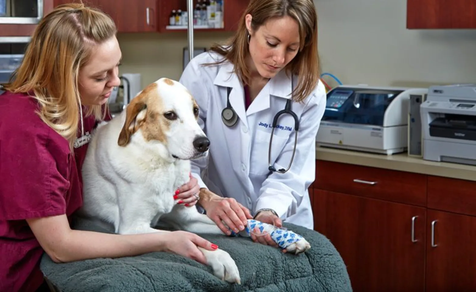 Vet and Vet Assistant checking dogs paws
