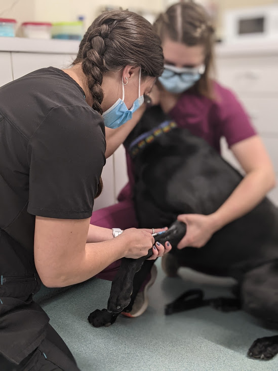 Staff vaccinating a dog at Henniker Veterinary Hospital