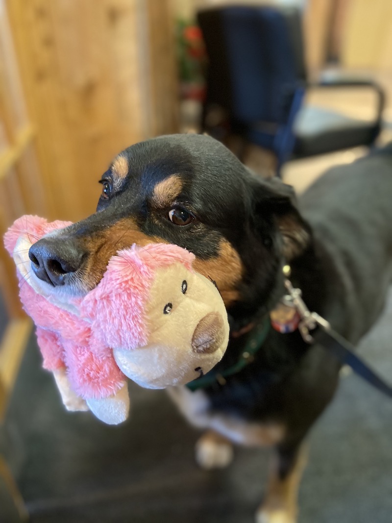 Black dog with pink toy in its mouth 
