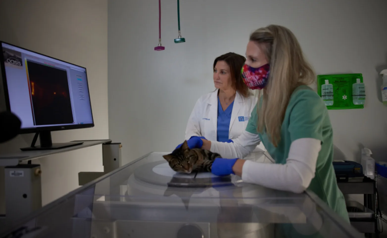 Cat being examined by vets Cat being examined by vets